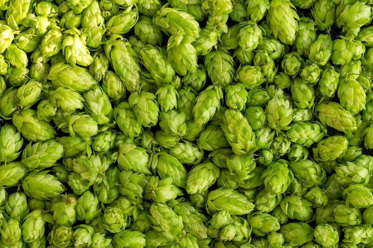 Brewing Techniques and Hop Usage