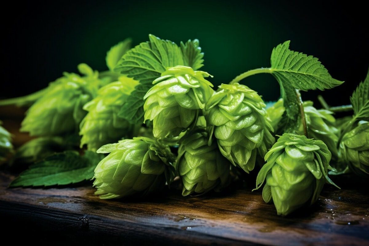 Hop Flavors and Aromas