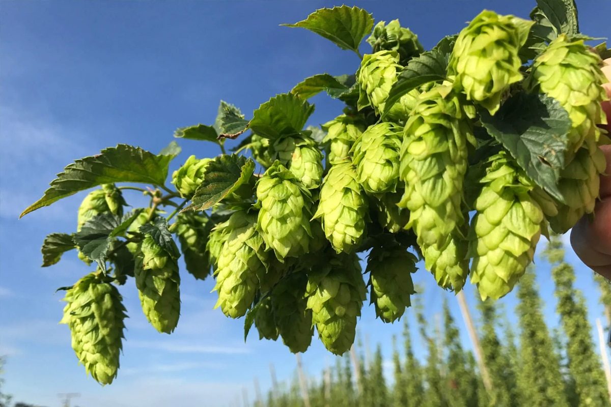 Techniques for Maximizing Hop Flavor