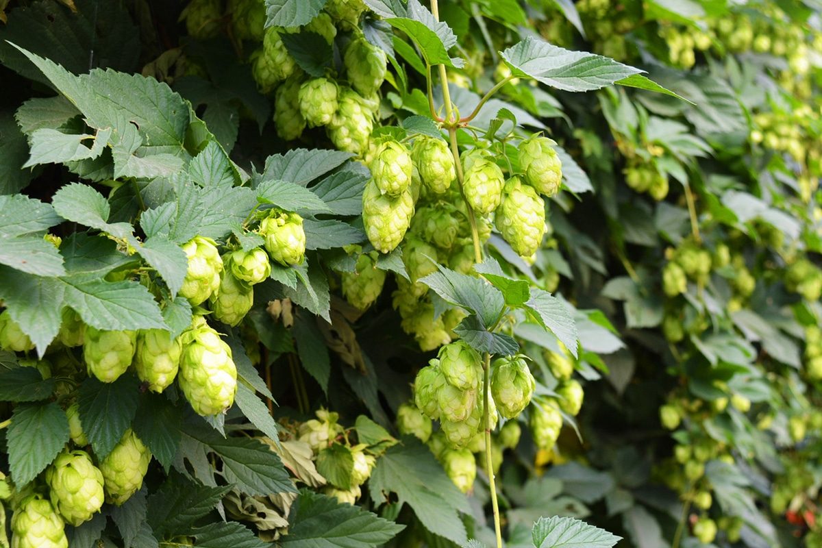 Varieties of Hops